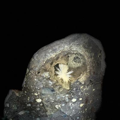 HOA ƯU ĐÀM THIÊN NHIÊN TUYỆT ĐẸP MẪU B - HẾT HÀNG